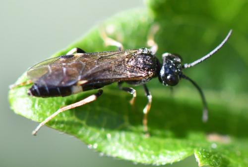 Emphytus cinctus